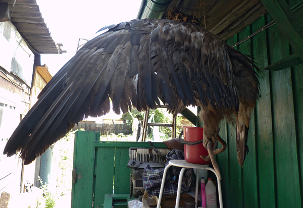 The Witch's Eagle