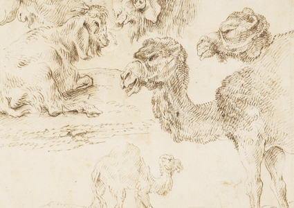 Studies of Dromedaries and Goats, c.1630